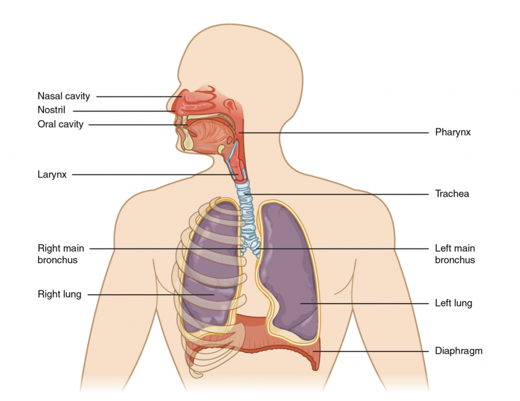 Shows the main components of the respiratory system as described in the text above.