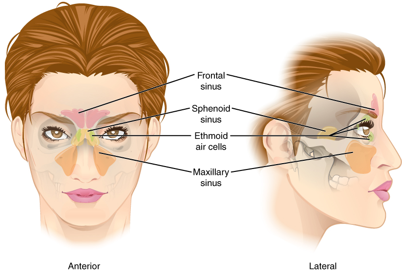 Shows the location of the frontal sinuses above the eyes and the maxillary sinuses by the zygomatic bones.