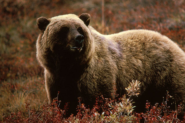 Grizzly bear standing in a field