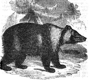 East Siberian Brown Bear illustration