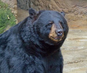 Head of an American black bear taken at Cincinnati Zoo.