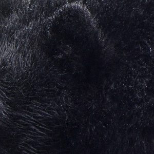 Close up of a black bear's ear and surrounding area.