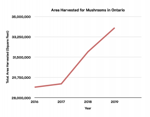 The line graph above illustrates an increasing trend of area harvested for mushrooms in Ontario over 2016-2019.