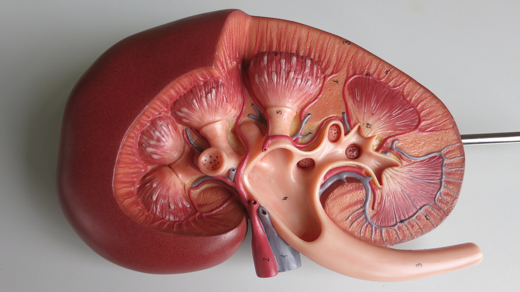 A medical model of a kidney shown in cross-section