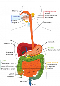 A diagram of the gastrointestinal tract is pictured. Labels indicate the location of major organs along the tract.