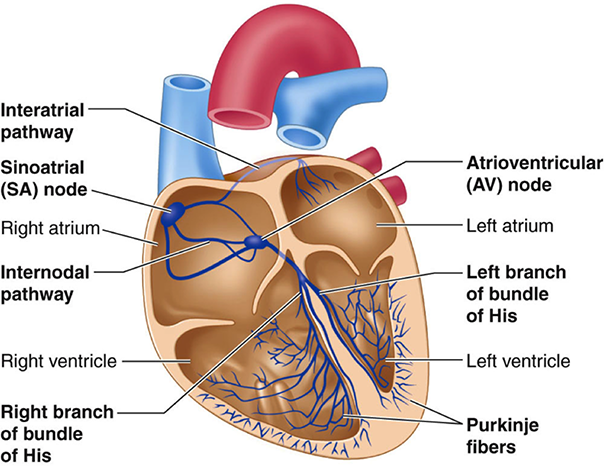 A diagram showing the electrical conduction system of the heart. Full text description is below,