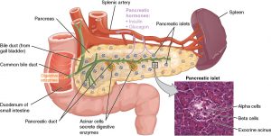 The pancreas is tucked between the duodenum of the small intestine, the spleen and splenic artery. Acinar cells in the pancreas secrete digestive enzymes that are carried through the pancreatic duct to the duodenum. Pancreatic islets throughout the organ make the hormones insulin and glucagon.