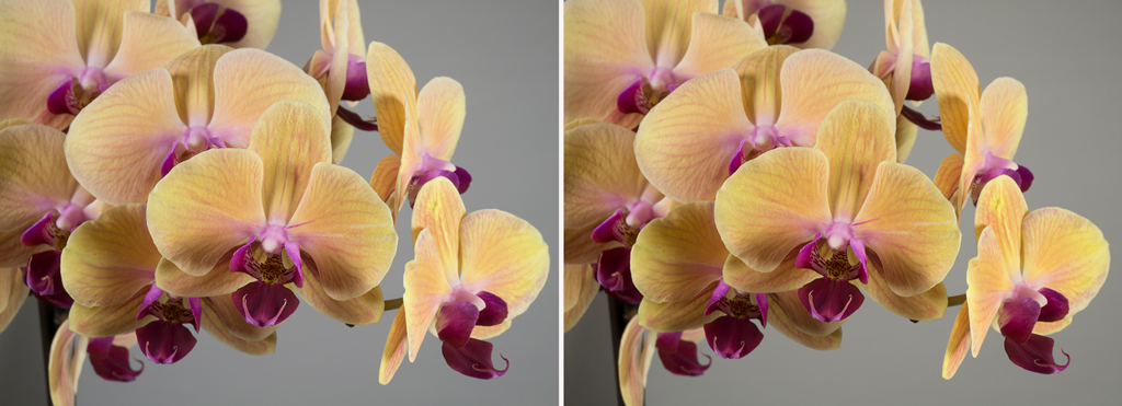 Photo of an orchid taken without (left) and with a polarizing filter.